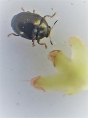 Ditropidus compactus