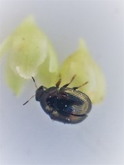 Ditropidus compactus