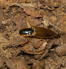 Semiotus luteipennis