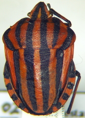 Graphosoma italicum italicum