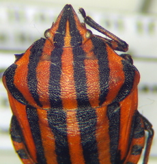 Graphosoma italicum italicum