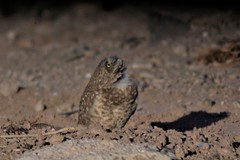 Athene cunicularia hypugaea