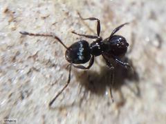 Myrmicaria nigra