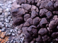 Dermatocarpon leptophyllodes