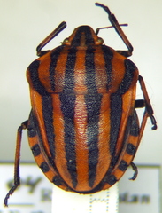 Graphosoma italicum italicum
