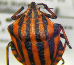 Graphosoma italicum italicum