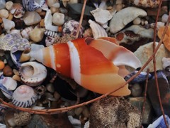 Ancillista velesiana