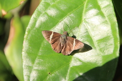 Autochton bipunctatus