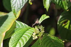 Autochton bipunctatus