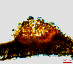 Puccinia baccharidis