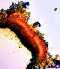 Puccinia baccharidis