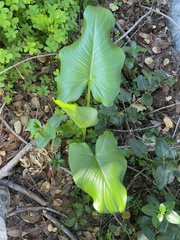 Zantedeschia aethiopica