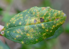 Puccinia baccharidis