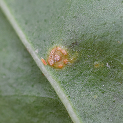 Puccinia baccharidis