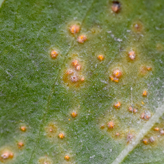 Puccinia baccharidis