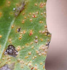 Puccinia baccharidis