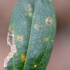 Puccinia baccharidis