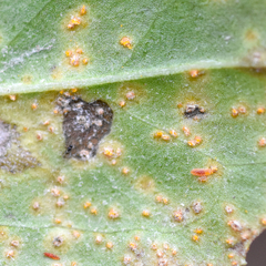 Puccinia baccharidis