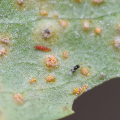 Puccinia baccharidis