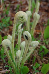 Bibio femoratus
