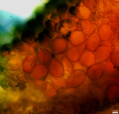 Puccinia baccharidis