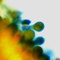 Puccinia baccharidis