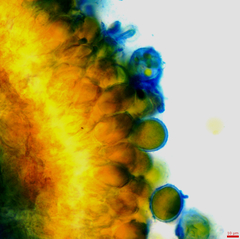 Puccinia baccharidis