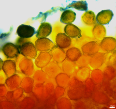 Puccinia baccharidis