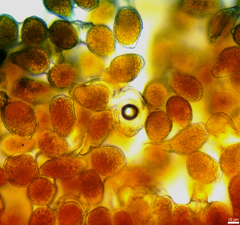 Puccinia baccharidis