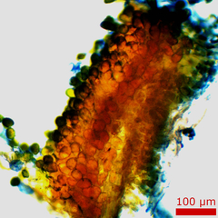 Puccinia baccharidis