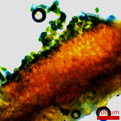 Puccinia baccharidis