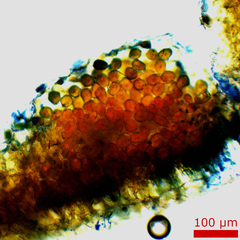 Puccinia baccharidis