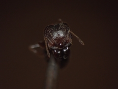 Pheidole