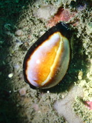 Erronea onyx