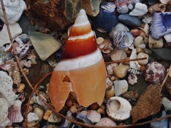 Ancillista velesiana