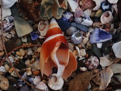 Ancillista velesiana