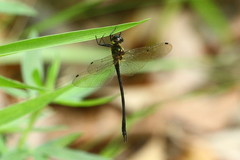 Micromidia atrifrons