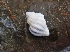 Coralliophila squamosissima