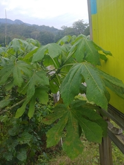 Cnidoscolus multilobus