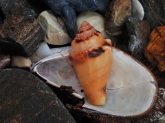 Canarium microurceum