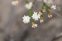 Calytrix involucrata