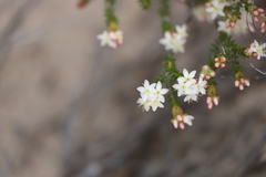 Calytrix involucrata