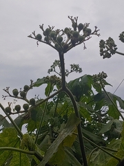 Cnidoscolus multilobus