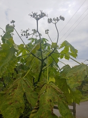 Cnidoscolus multilobus