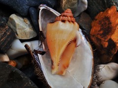 Canarium microurceum