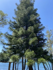 Araucaria cunninghamii