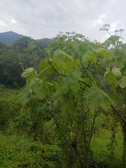 Cnidoscolus multilobus