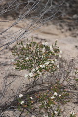 Calytrix involucrata