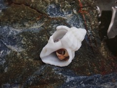 Coralliophila squamosissima