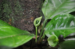 Anthurium llanense
